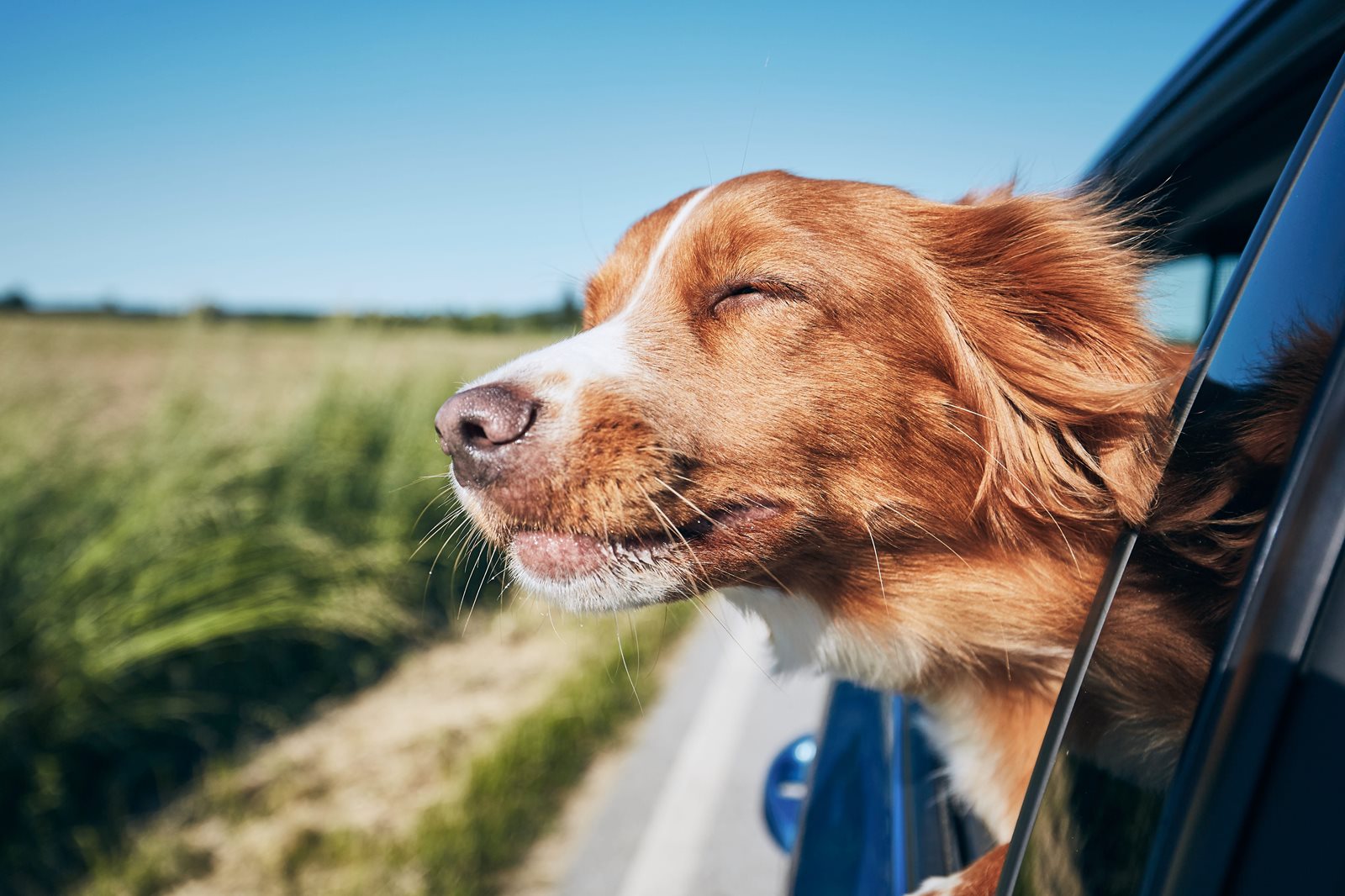 Auto Loans