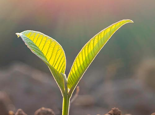 Supporting Green Vibes